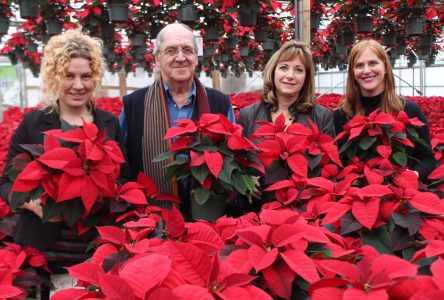 Poinsettia season has arrived