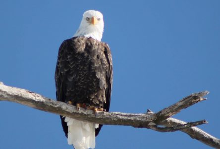 The eagles have landed