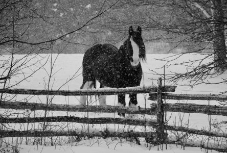 Local horse vet photo goes equine viral