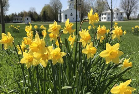 The Common daffodils are spreading