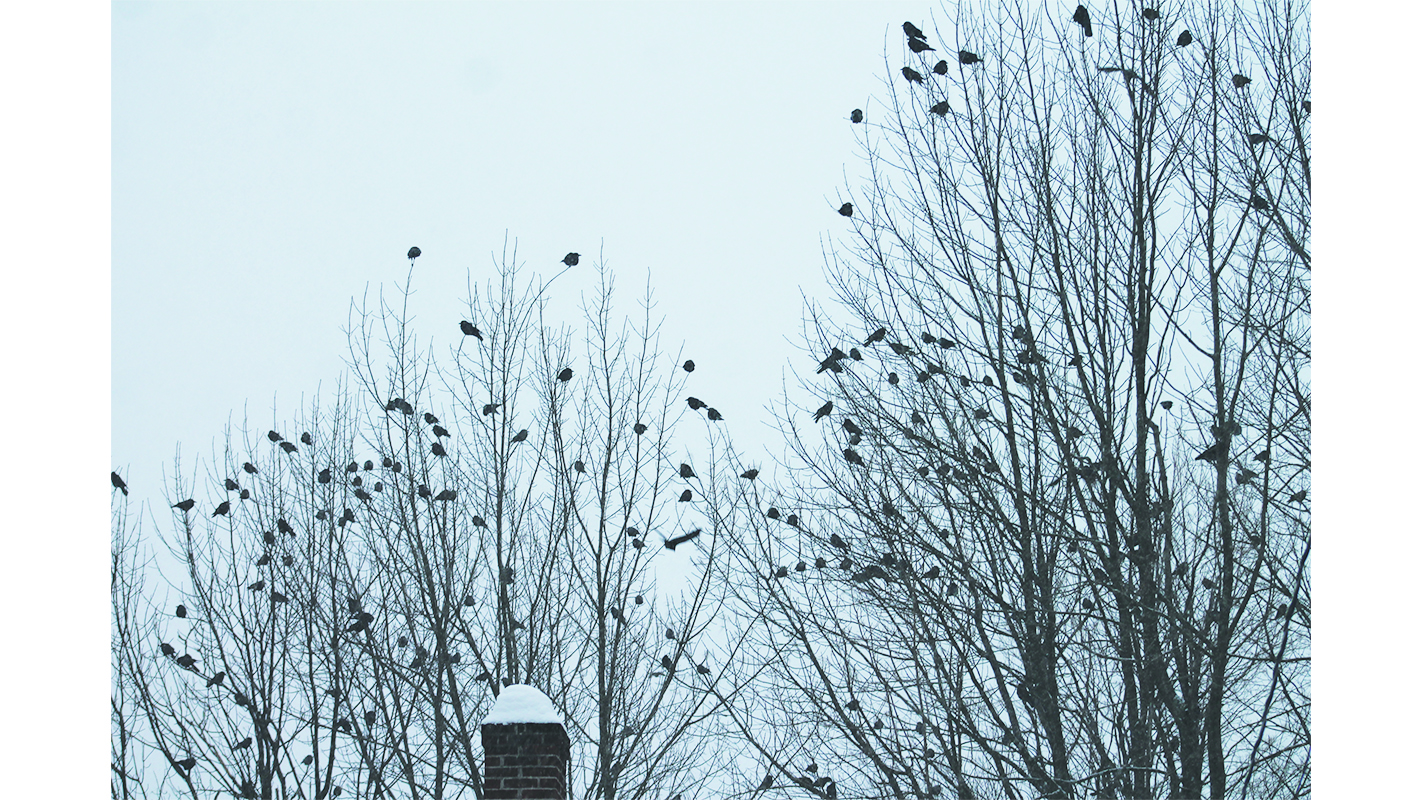 Local crows blatantly ignore rules against public gatherings