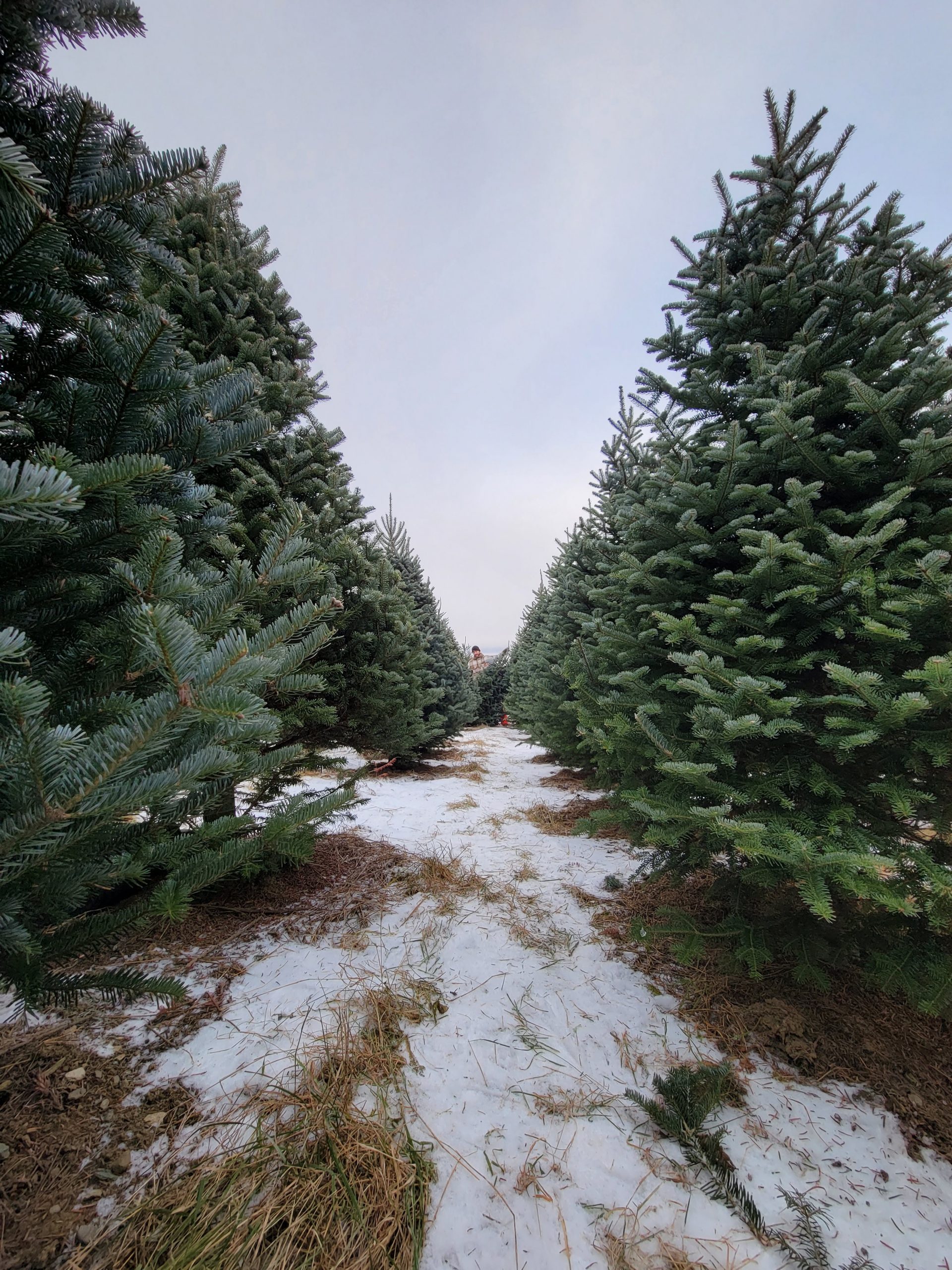 Nationwide supply chain issues lead to higher tree prices - Sherbrooke ...