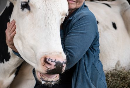 Quebec’s only farm animal sanctuary at risk of closing