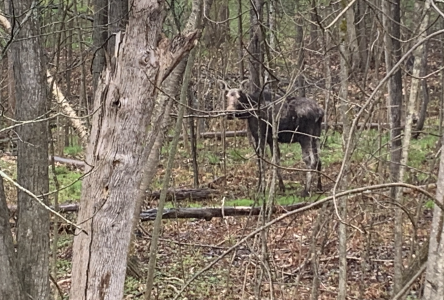 Moose on the loose in Lennoxville