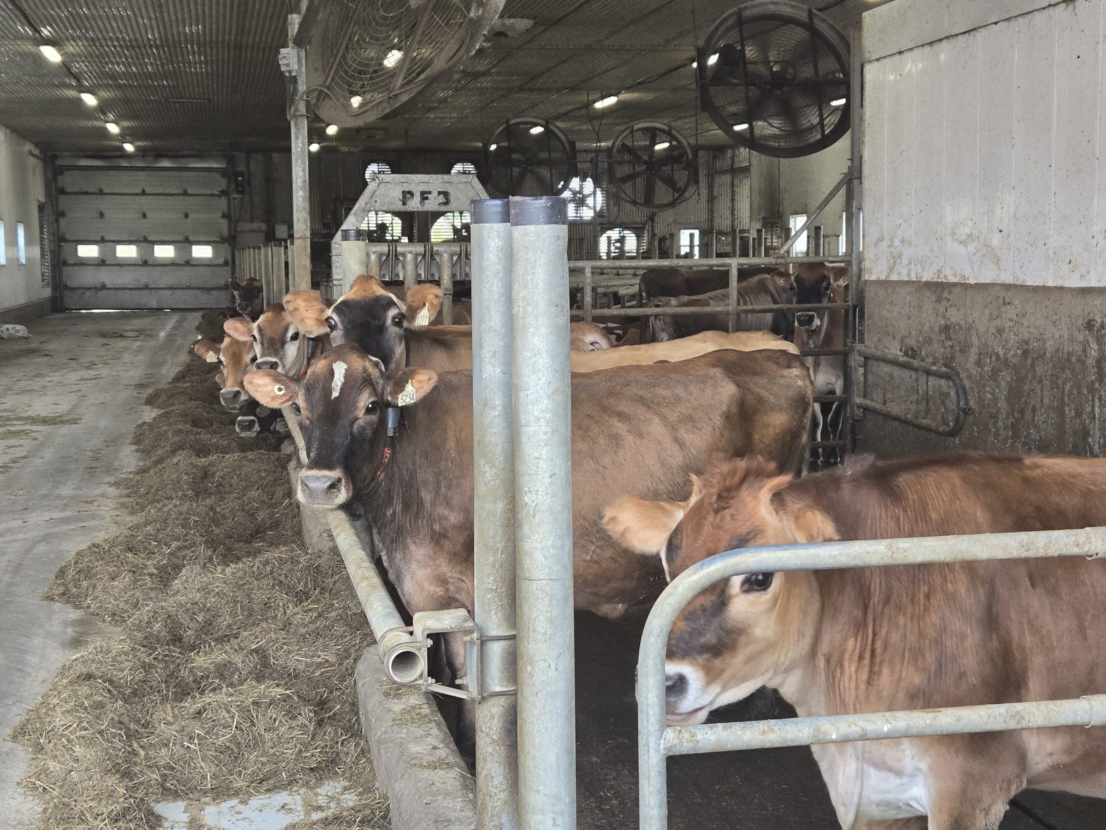 Local dairy farmer loses 151 cattle, forced to sell farm after barn renovations