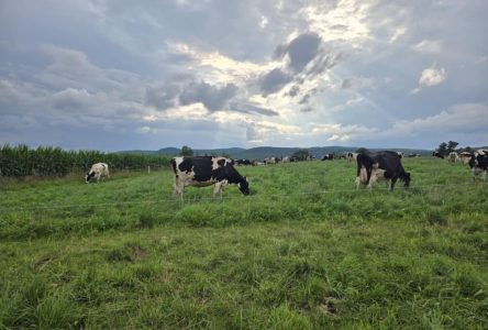 Federal investment to enhance sustainability and safety in Canadian dairy industry, local farmers react