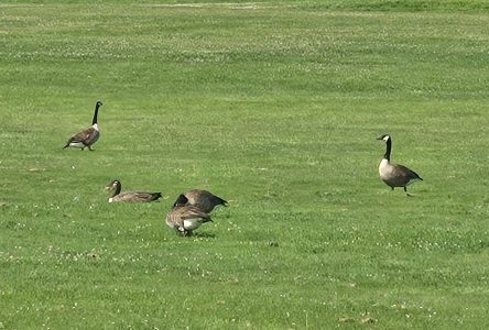 BioBlitz – Upcoming community science event to map local biodiversity