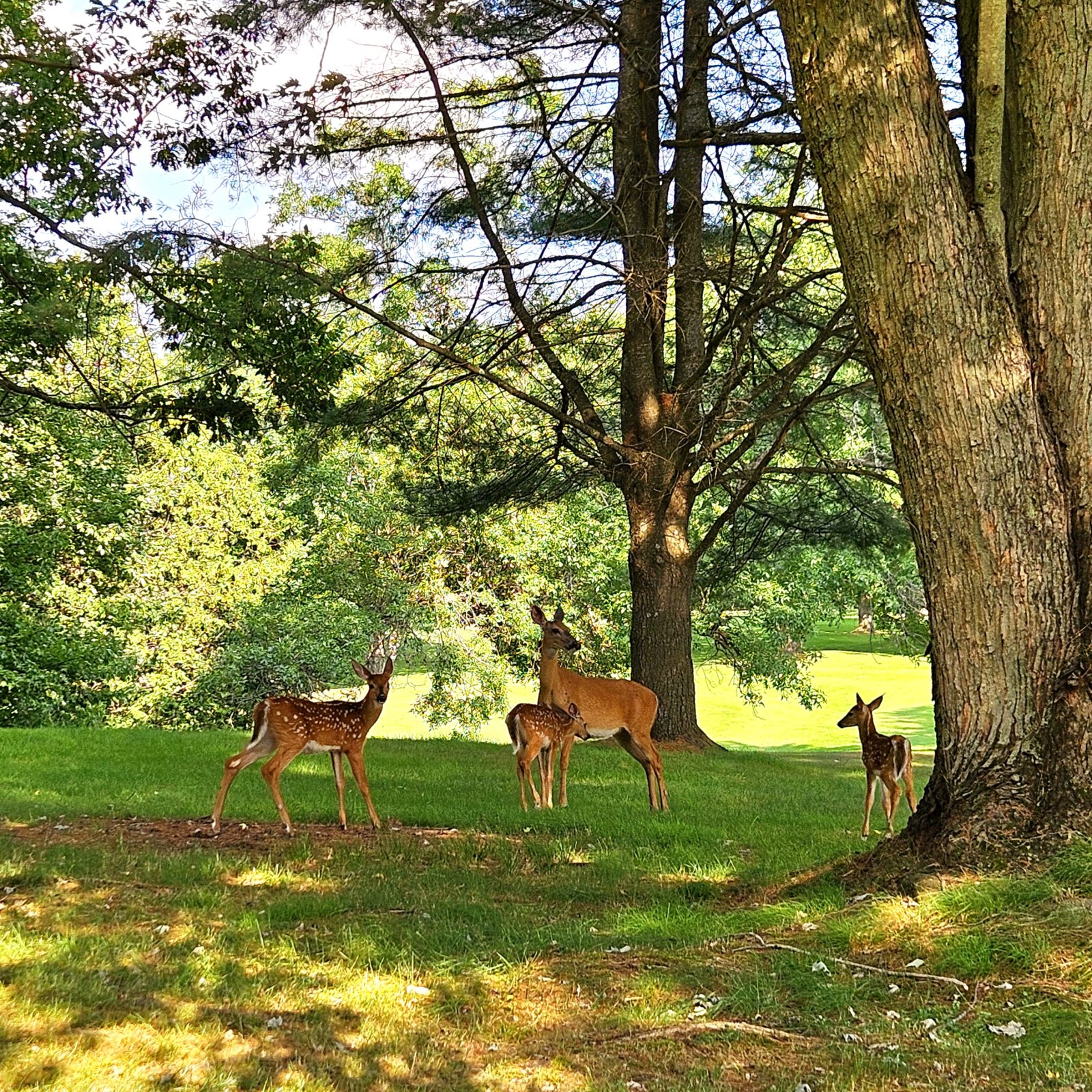 Managing deer in the Sherbrooke area