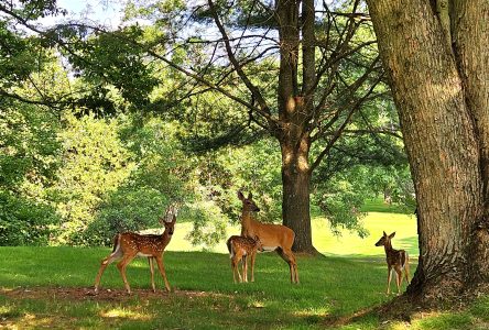 Managing deer in the Sherbrooke area